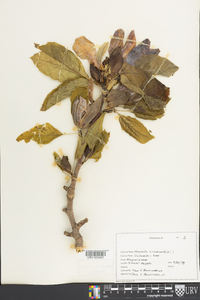 Magnolia acuminata image