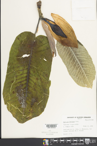 Magnolia dealbata image