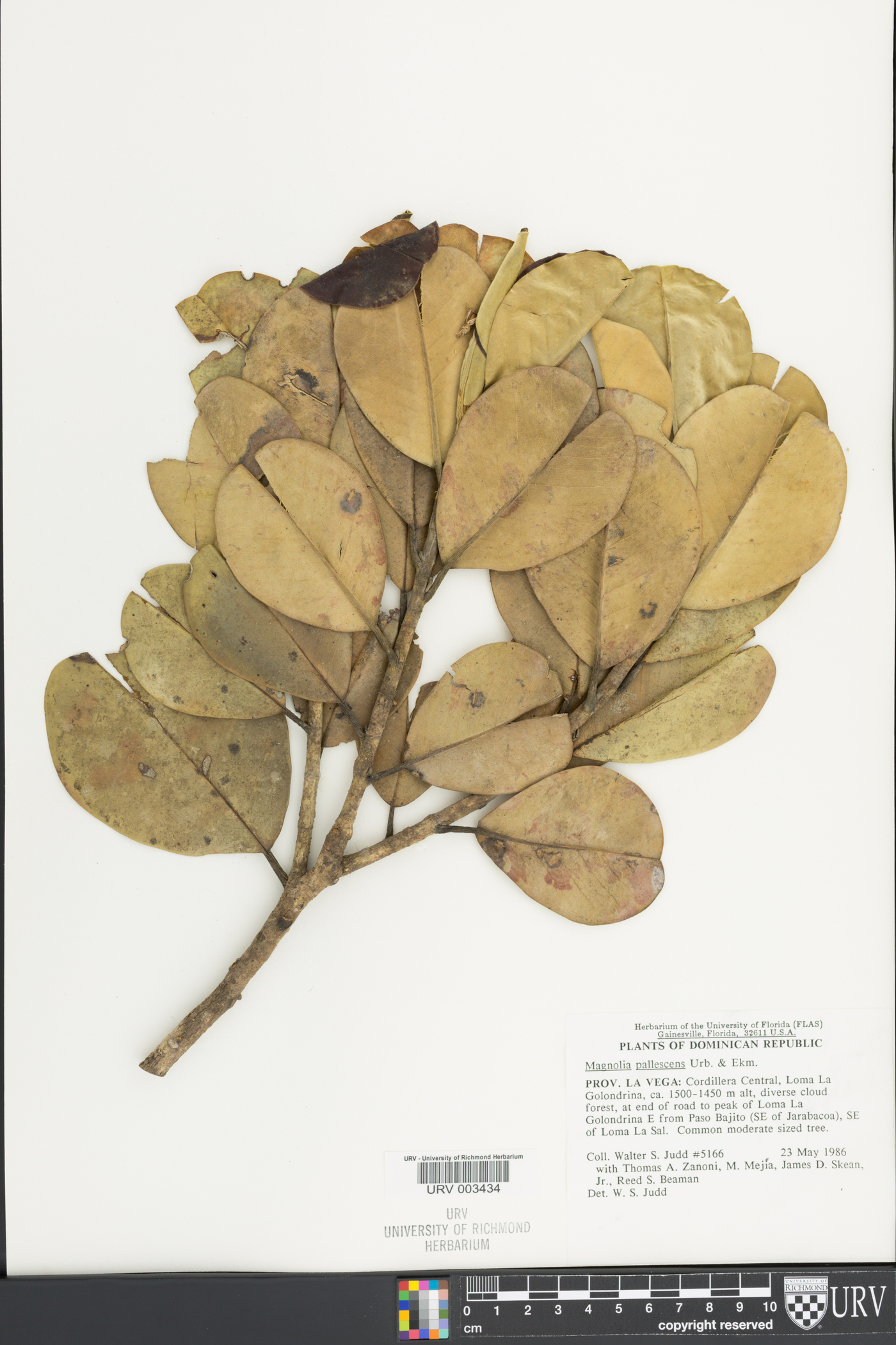 Magnolia pallescens image