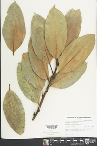 Magnolia schiedeana image