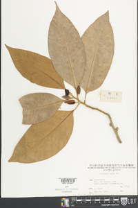 Michelia alba image
