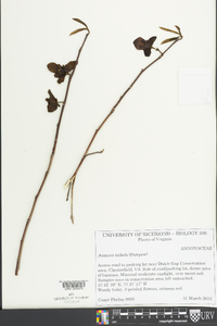 Asimina parviflora image