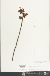 Asimina parviflora image