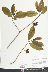 Asimina parviflora image