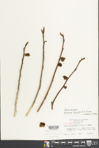 Asimina parviflora image