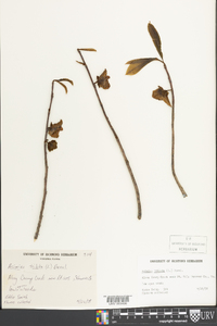 Asimina parviflora image