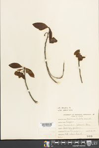 Asimina parviflora image