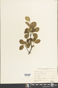 Calycanthus floridus image