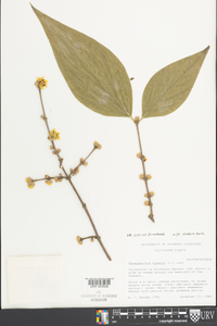 Chimonanthus praecox image