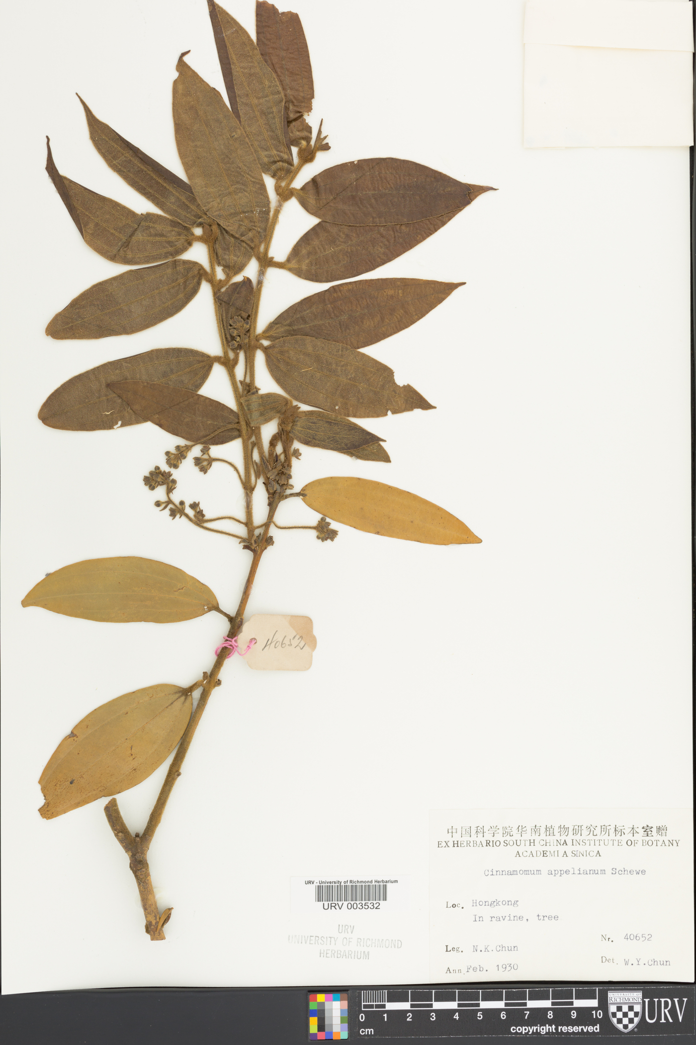 Cinnamomum appelianum image