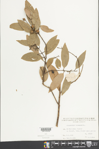 Cinnamomum burmannii image