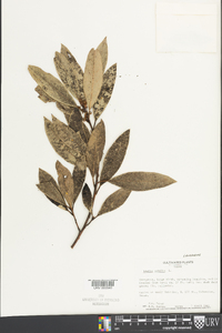 Laurus nobilis image