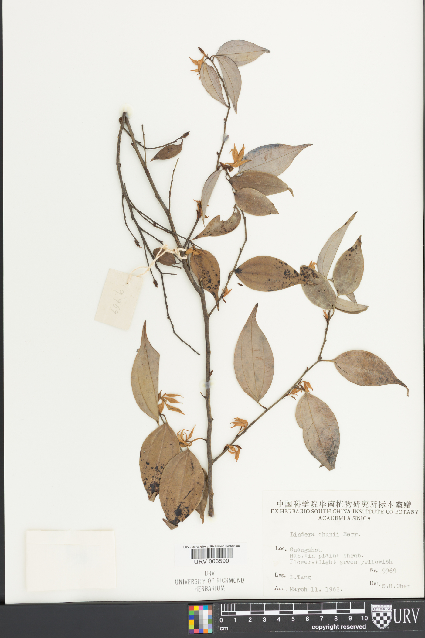 Lindera chunii image