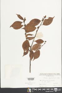 Lindera strychnifolia image