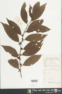 Image of Lindera tonkinensis