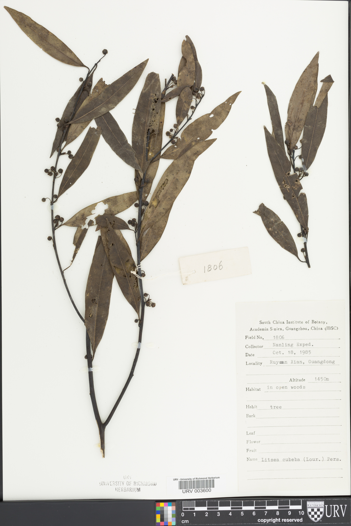 Litsea cubeba image