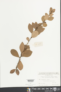 Image of Litsea rotundifolia
