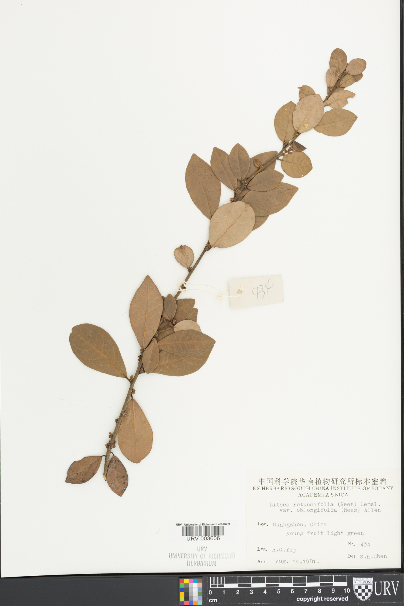 Litsea rotundifolia image