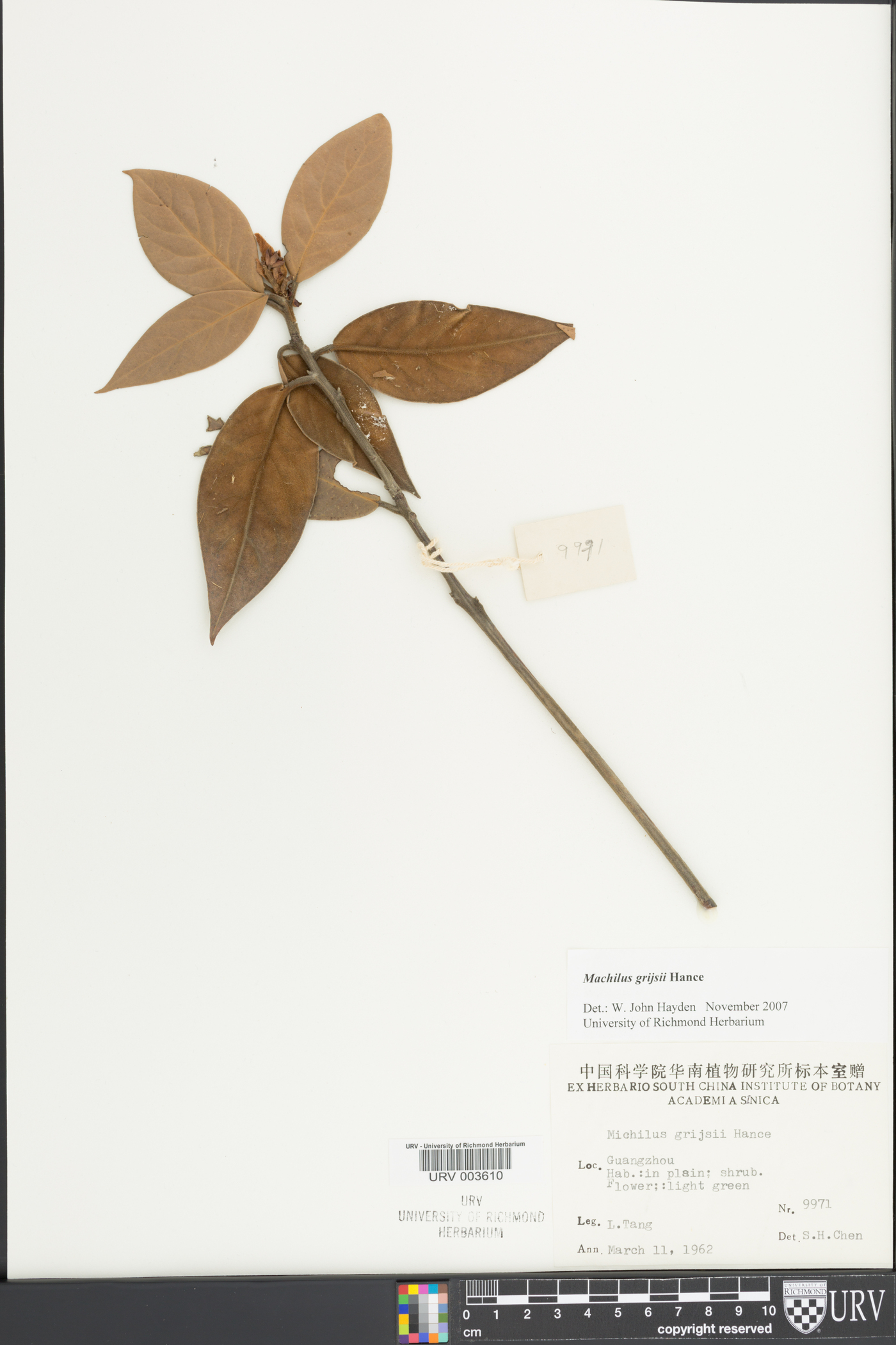 Machilus grijsii image