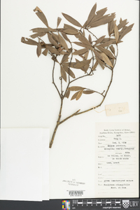Image of Neolitsea oblongifolia