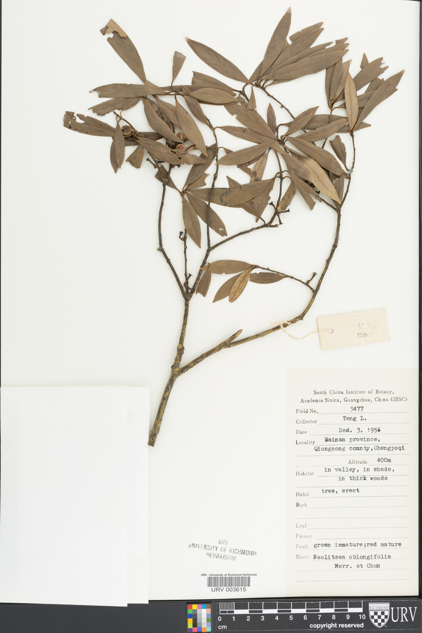 Neolitsea oblongifolia image