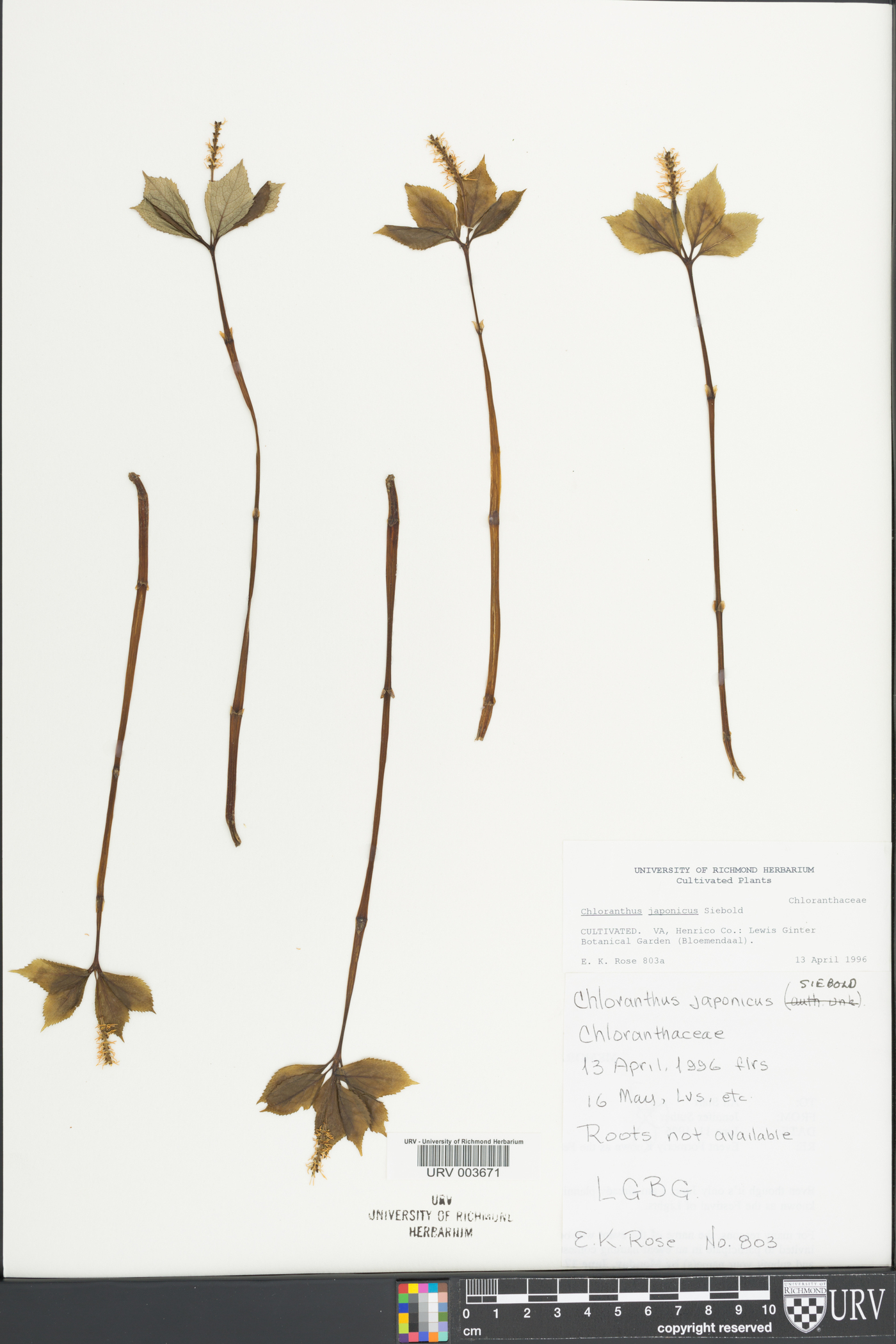 Chloranthus japonicus image