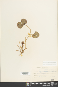 Hexastylis virginica image