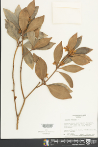 Illicium anisatum image