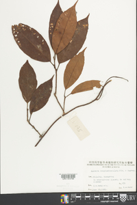 Image of Kadsura longipedunculata
