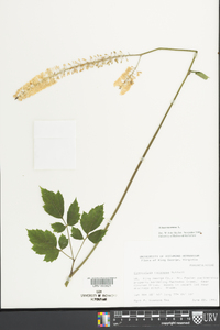 Actaea racemosa image