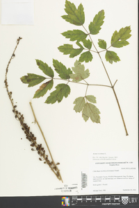 Actaea racemosa image