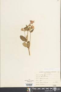 Aquilegia vulgaris image