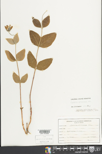 Clematis ochroleuca image