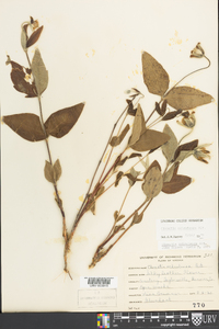 Clematis ochroleuca image