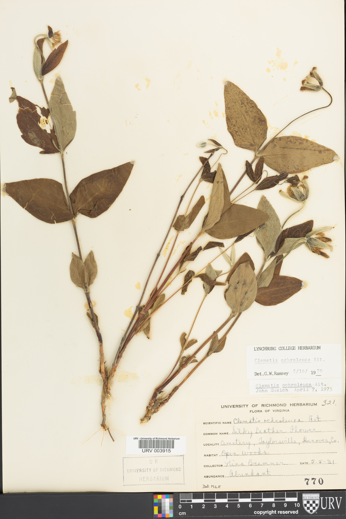 Clematis ochroleuca image