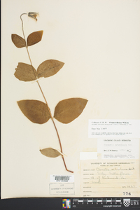 Clematis ochroleuca image