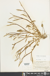 Ranunculus pusillus image