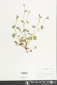 Ranunculus sardous image