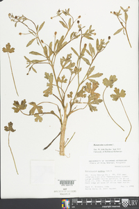 Ranunculus sceleratus image