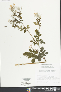 Thalictrum pubescens image