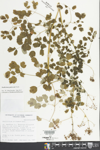 Thalictrum pubescens image