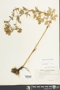 Thalictrum pubescens image