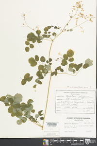 Thalictrum pubescens image