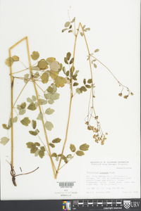 Thalictrum pubescens image