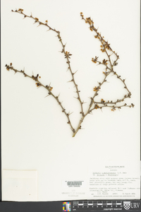 Berberis x mentorensis image