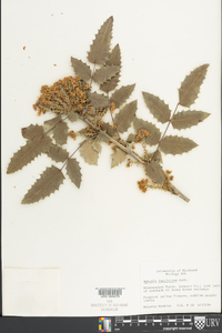 Mahonia aquifolium image