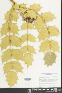 Mahonia bealei image