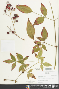 Nandina domestica image