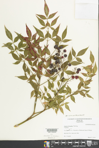 Nandina domestica image