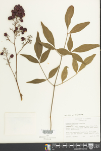 Nandina domestica image